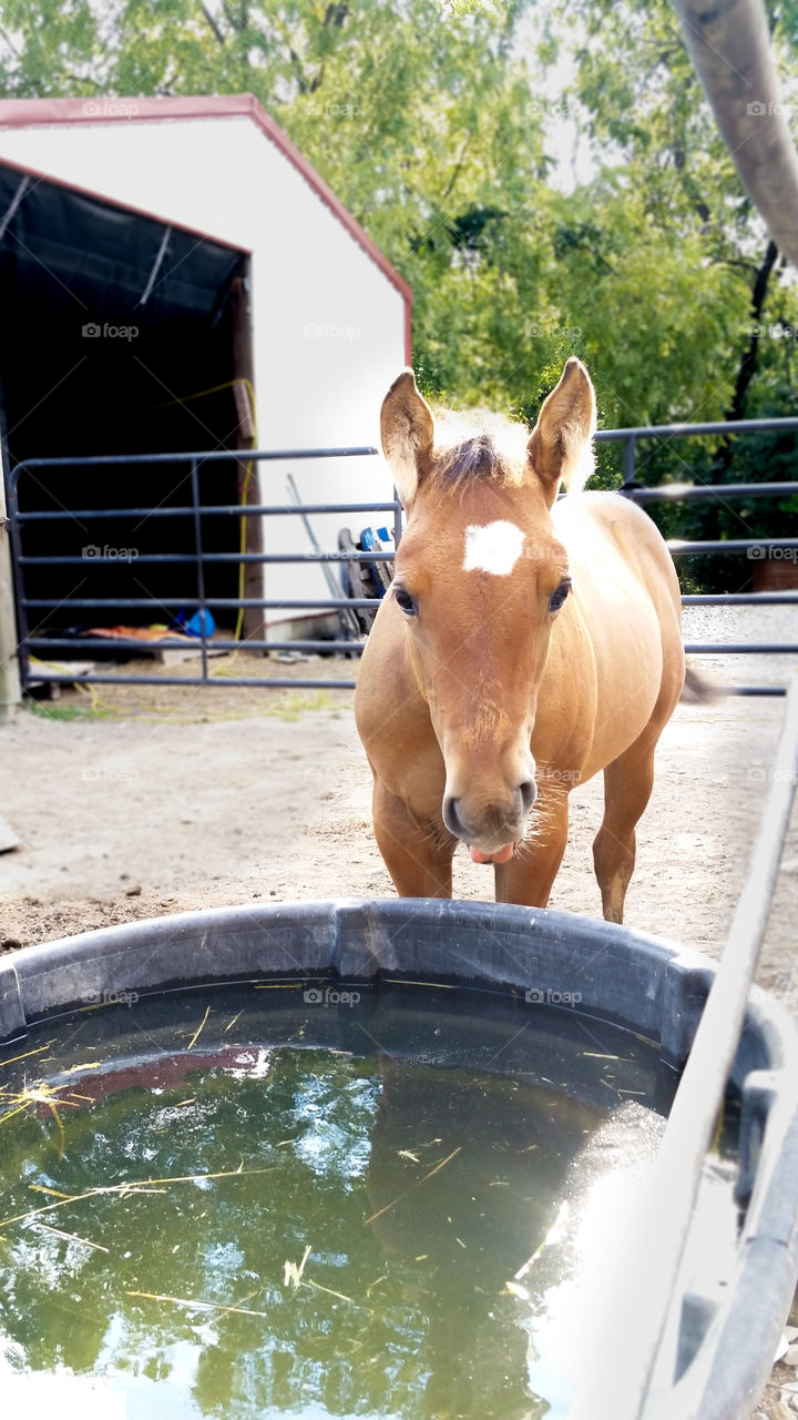 A horse taking a refreshing drink