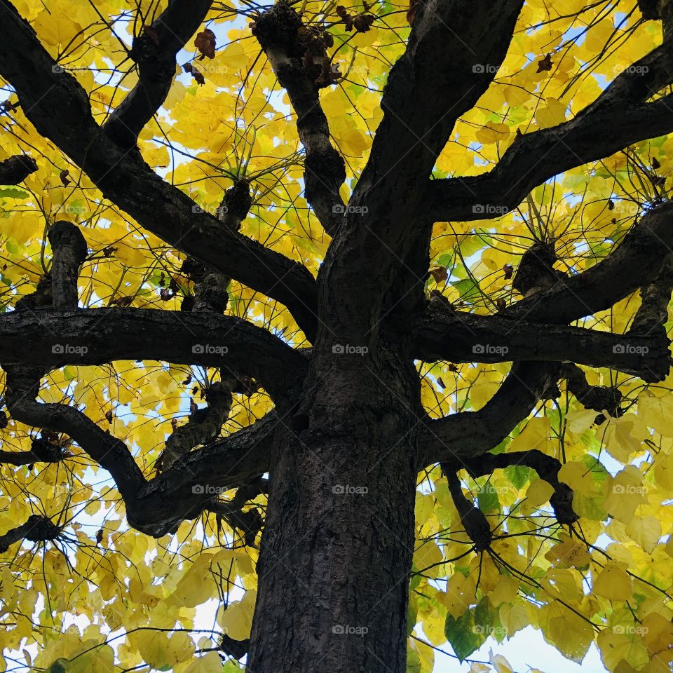 Tree canopy seen from below with yellow autumn leaves.