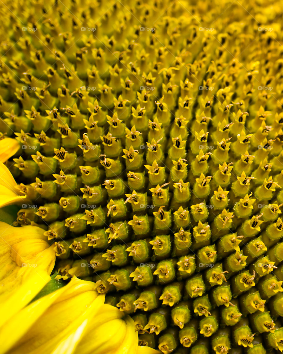 Sunflower closeup