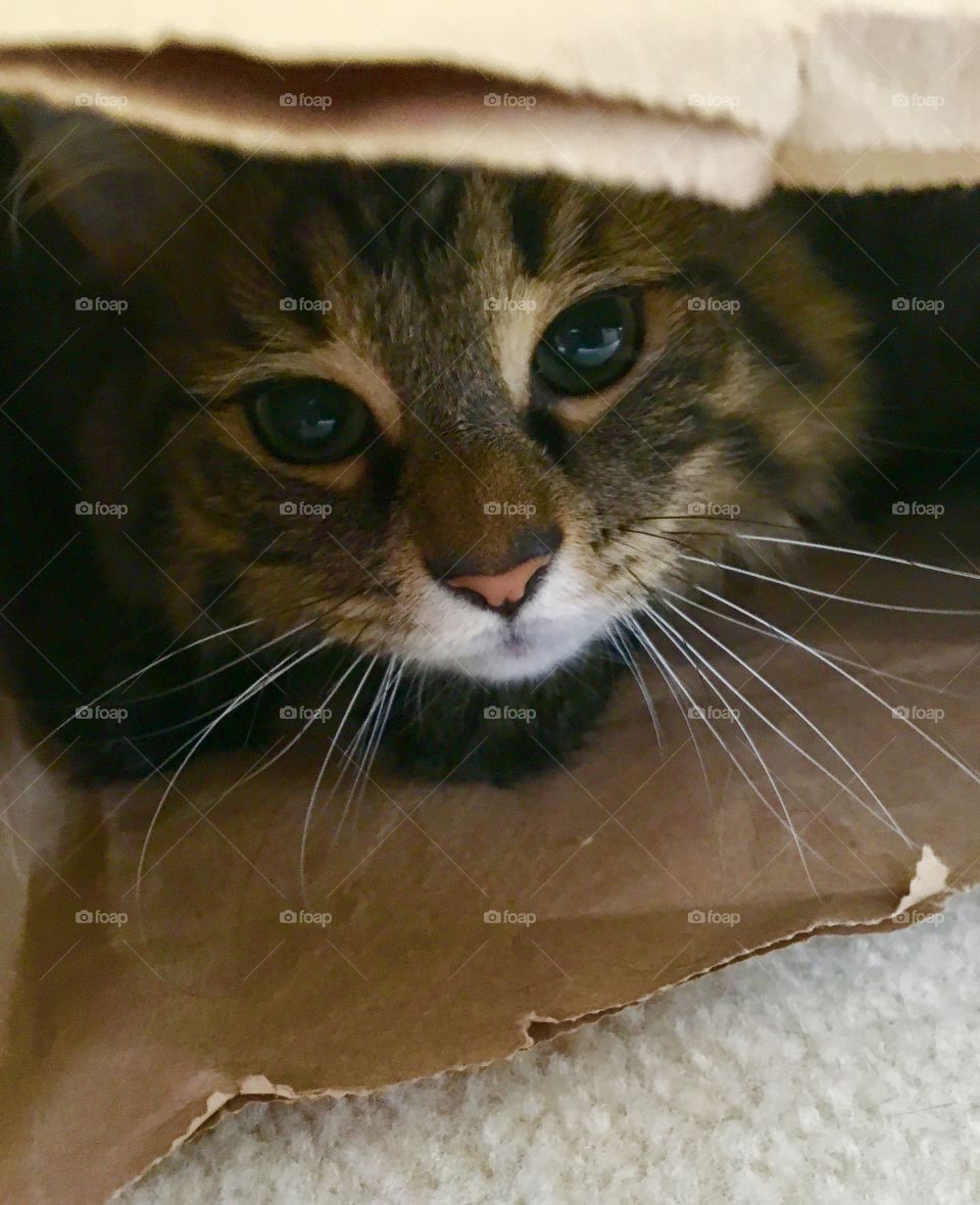 Cat + Bag: A Love Story part IV