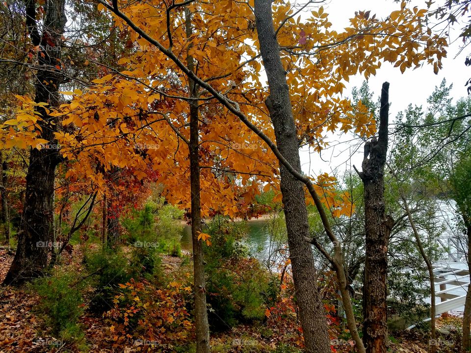 fall view of the lake.