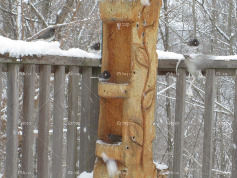 snow winter birds cold by ashley77