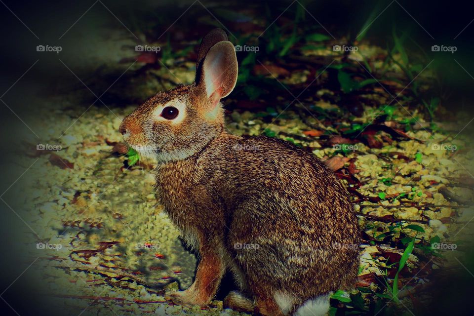 Cotton tailed rabbit.