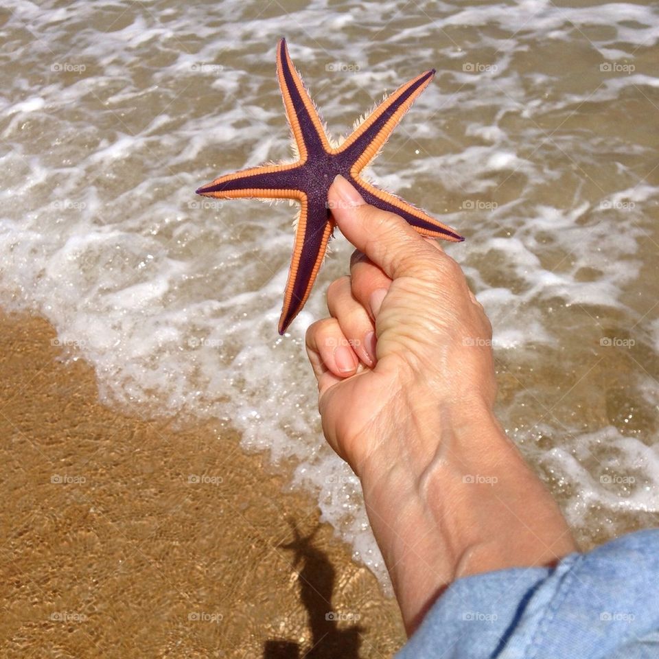 Beautiful starfish East Coast Florida beach 