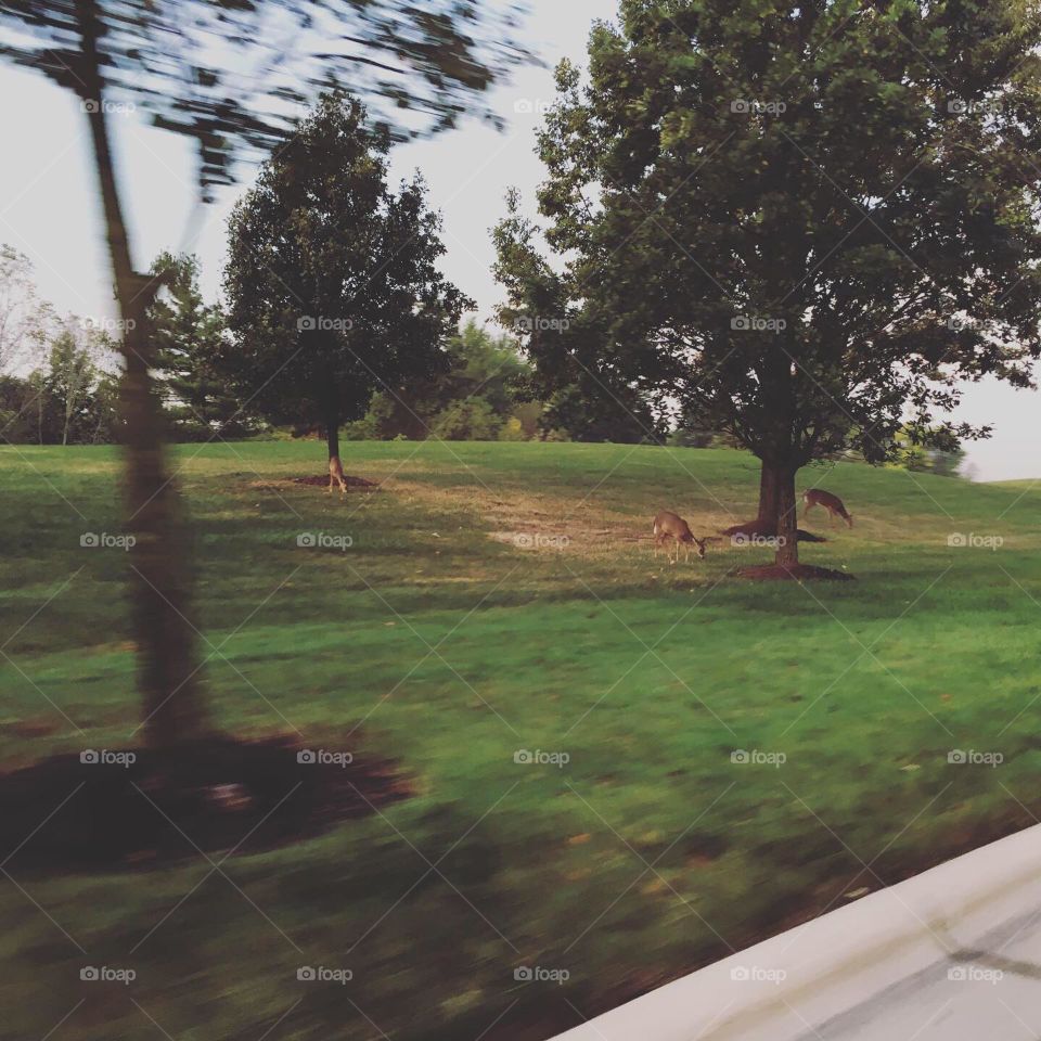 Driving past the local herd of deer, on our way to the local coffee house. They’re so beautiful, as is the blurring of colors from our driving past.