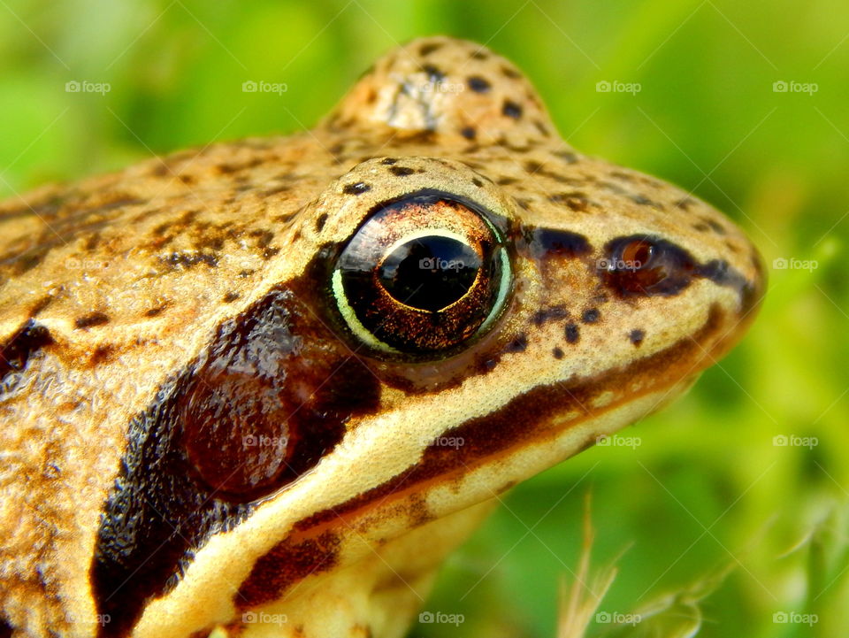 Beautiful eye of frog