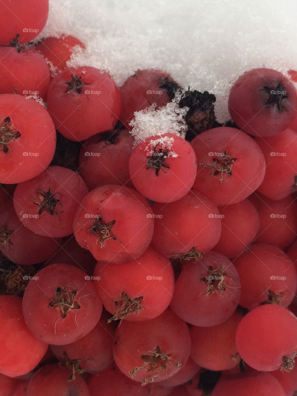 Close up of red berries in the snow 