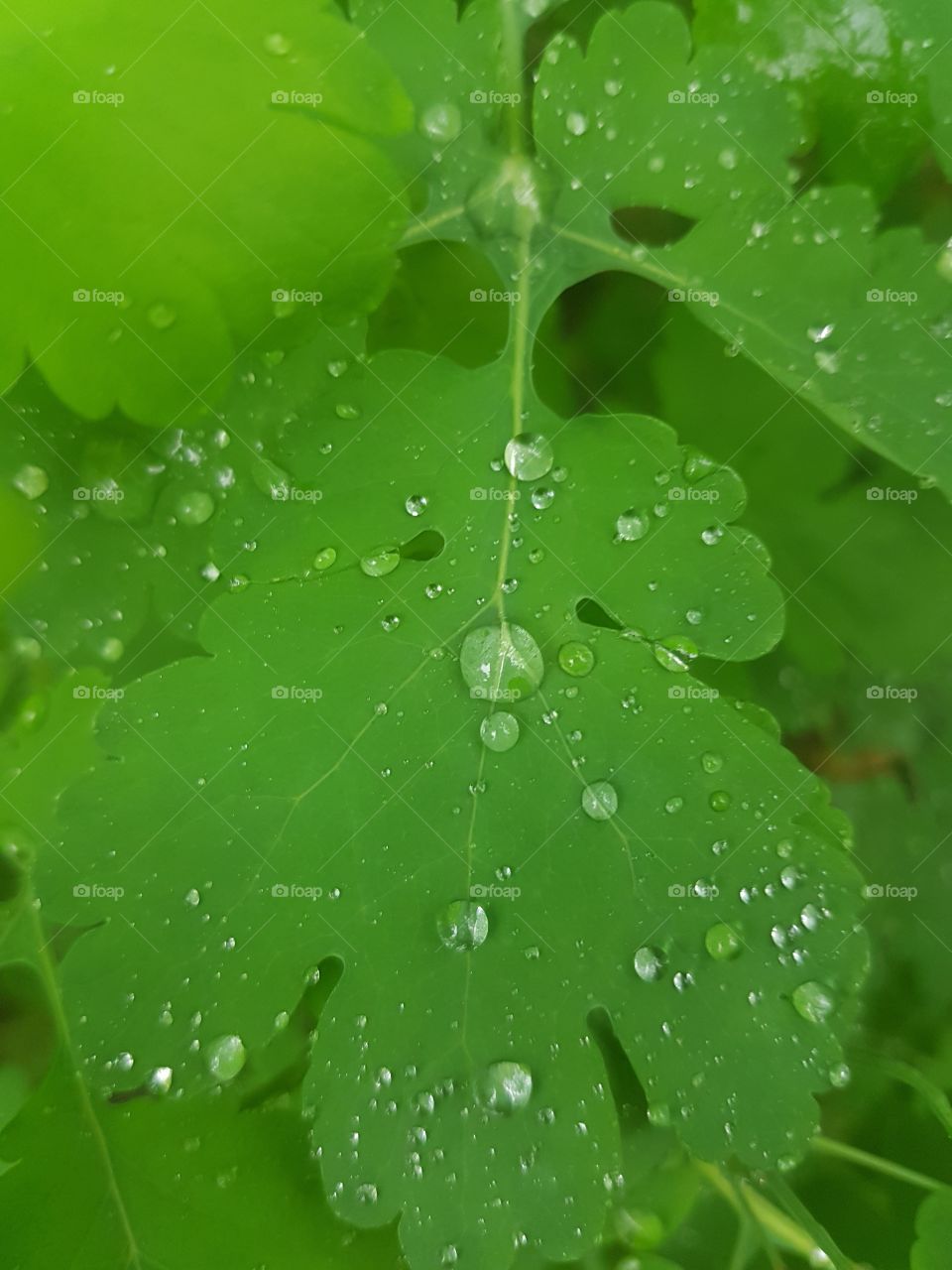 raindrop on leaves