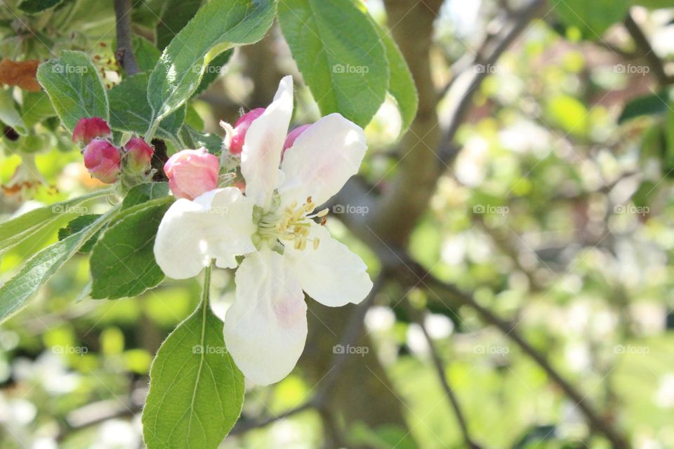 Spring flowers 🌸💗🤍