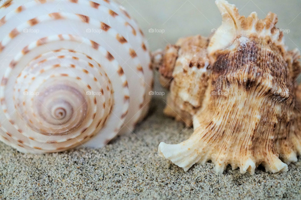 Seashells 