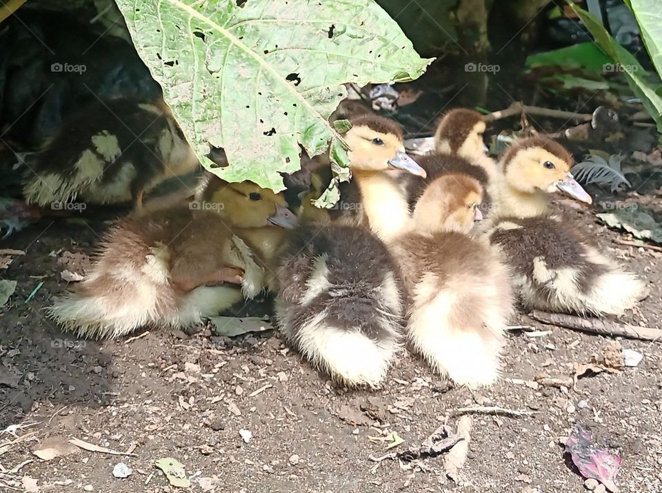 Patos. Paticos tiernos.