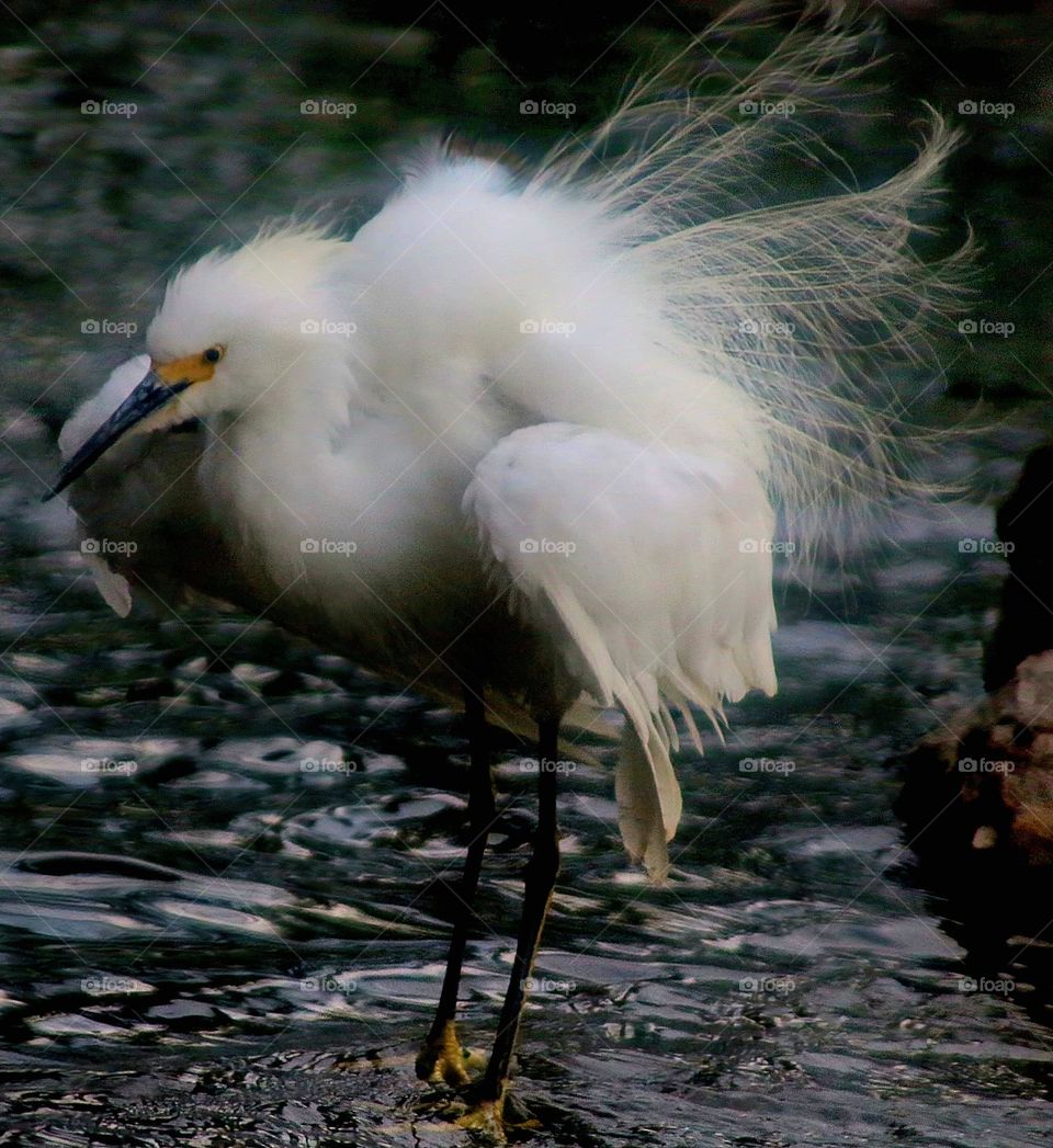 Snowy Egret Fluffing Feathers