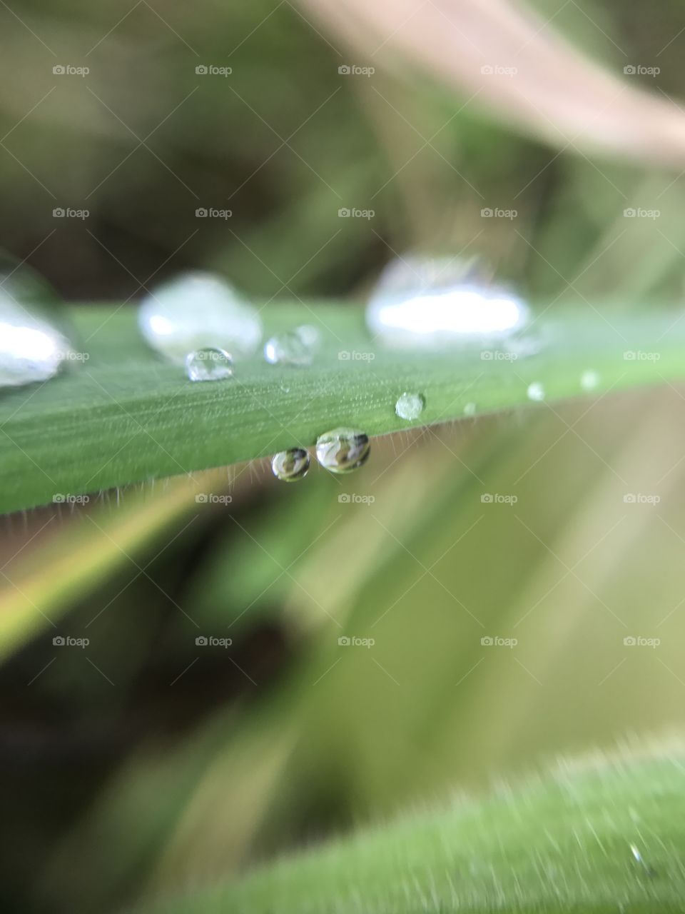 Rain, Dew, Drop, Droplet, H2 O