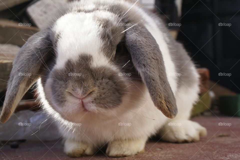 conejo con orejas caidas