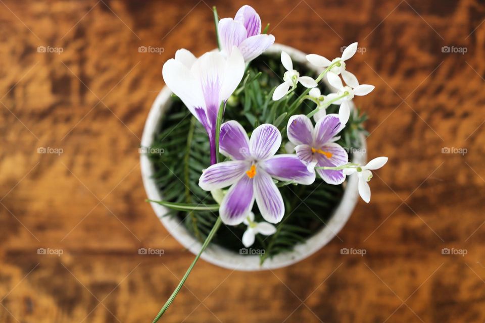 Spring flowers taken inside putting into a pot seen from above standing on a wooden tabletop 