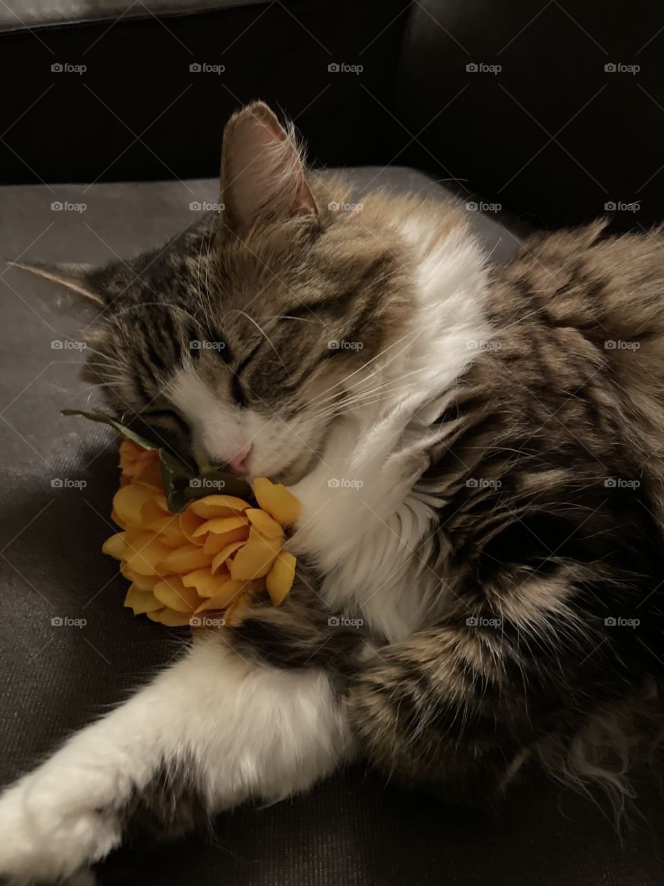 When you’re tired, you’ll cuddle with anything 🌸