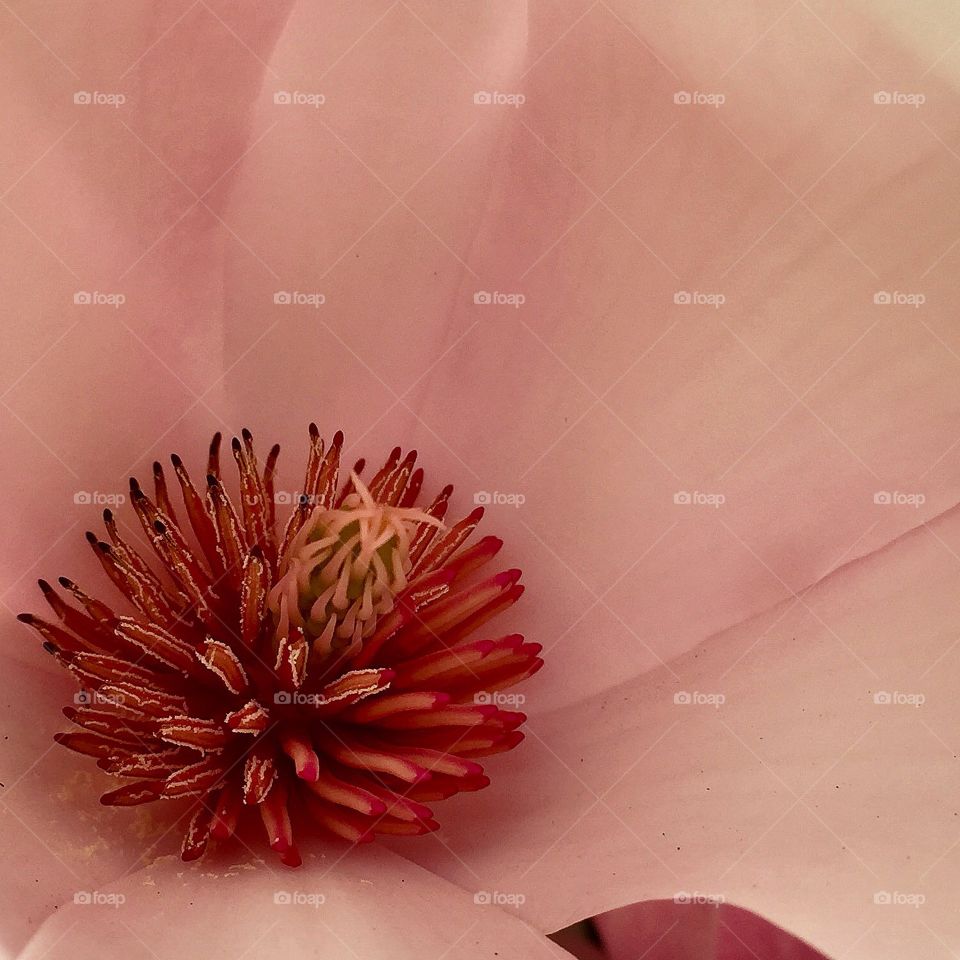 Magnolia Blossom. Closeup inside a Magnolia blossom