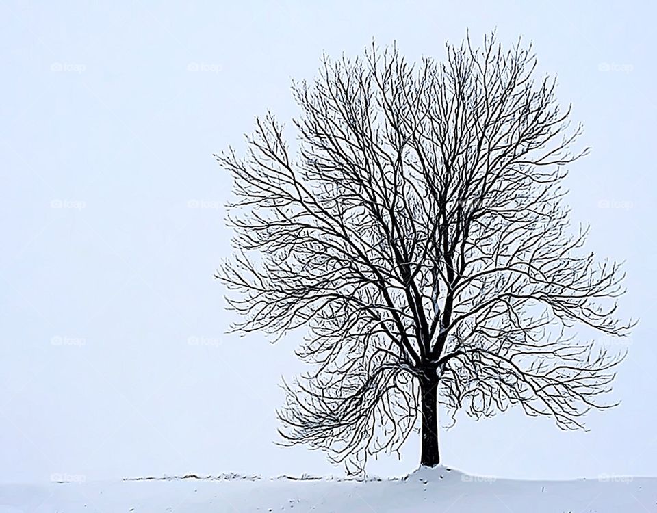 lonely tree