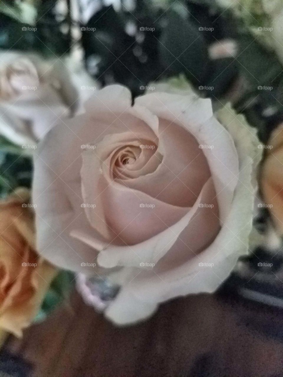 pretty roses.
