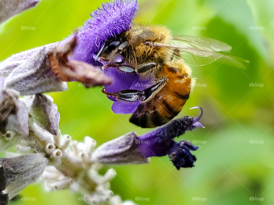 Honeybee pollinating a purple mystic spires flower