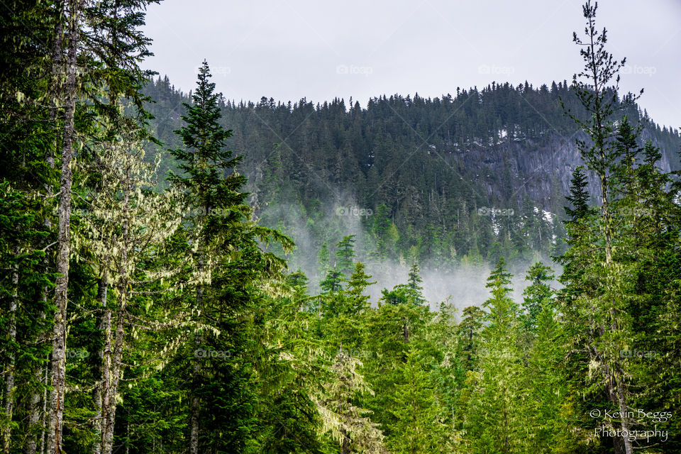 Rainier Mist