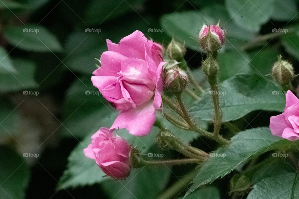A pink rose in a garden 
