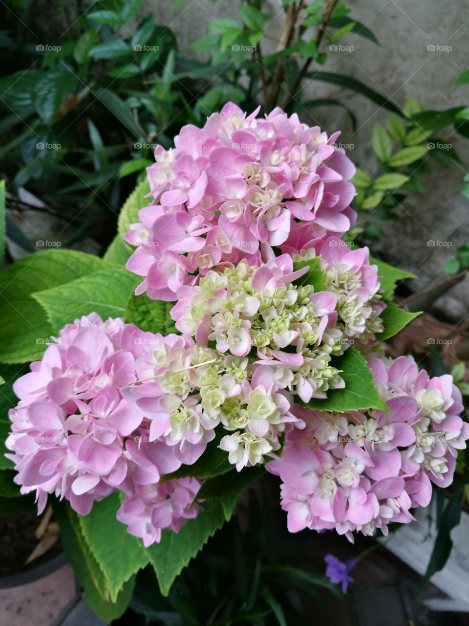 The blooming of hydrangea with beautiful pink flowers.