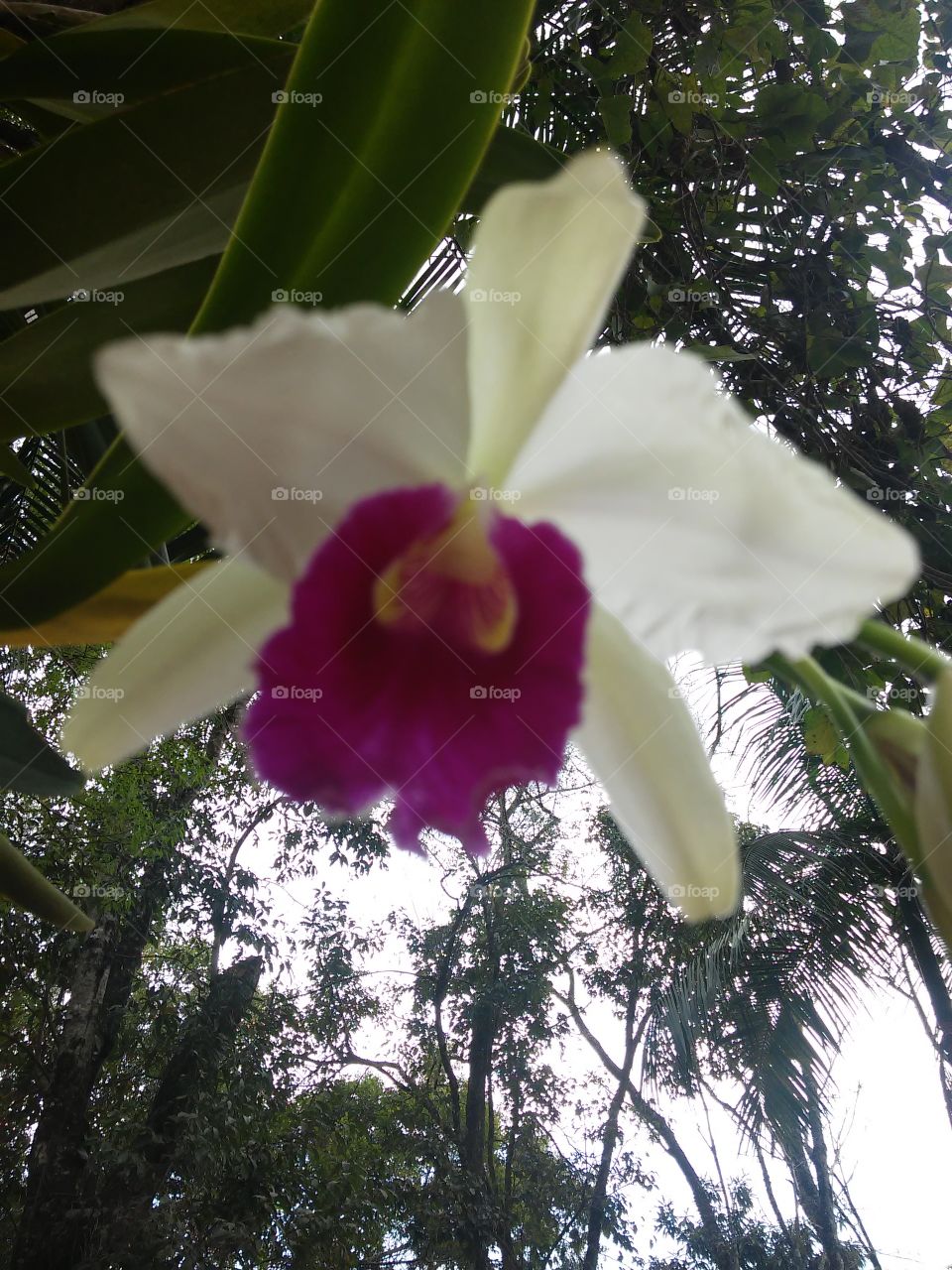orquídea branca com lilás, Cataratas do Iguaçu