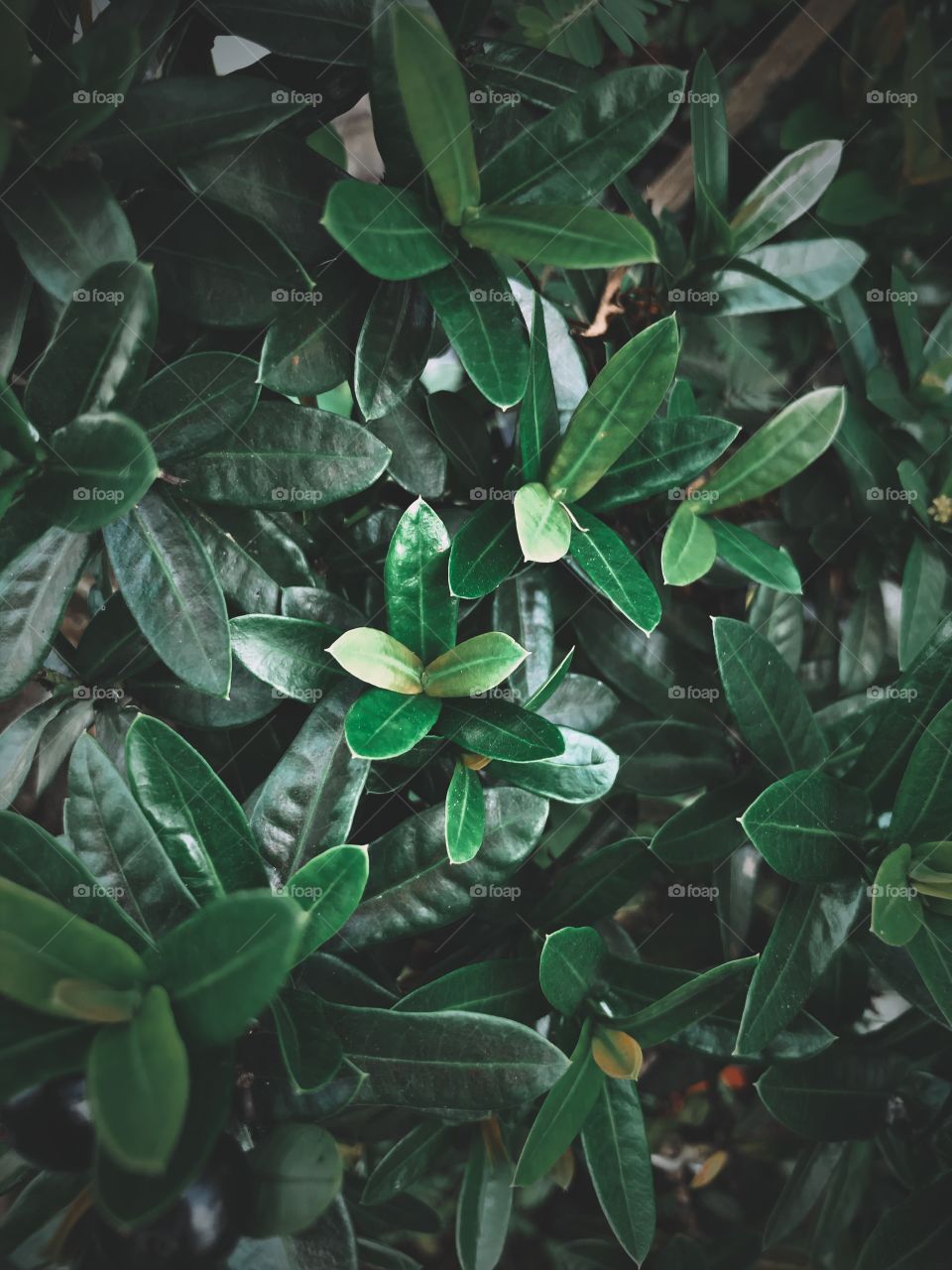 Lush and dark green leaves on my garden, it looks fresh and suitable for background.