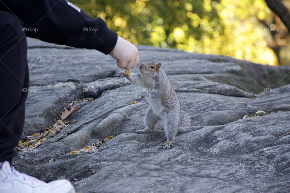 Squirrel reaching out for food