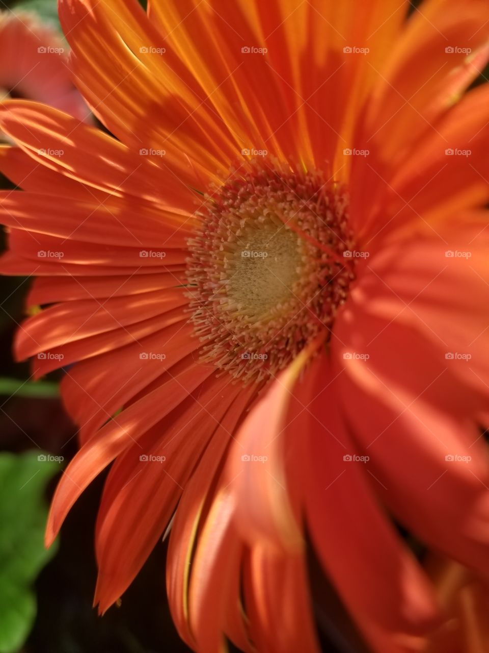 sensational Gerber daisy