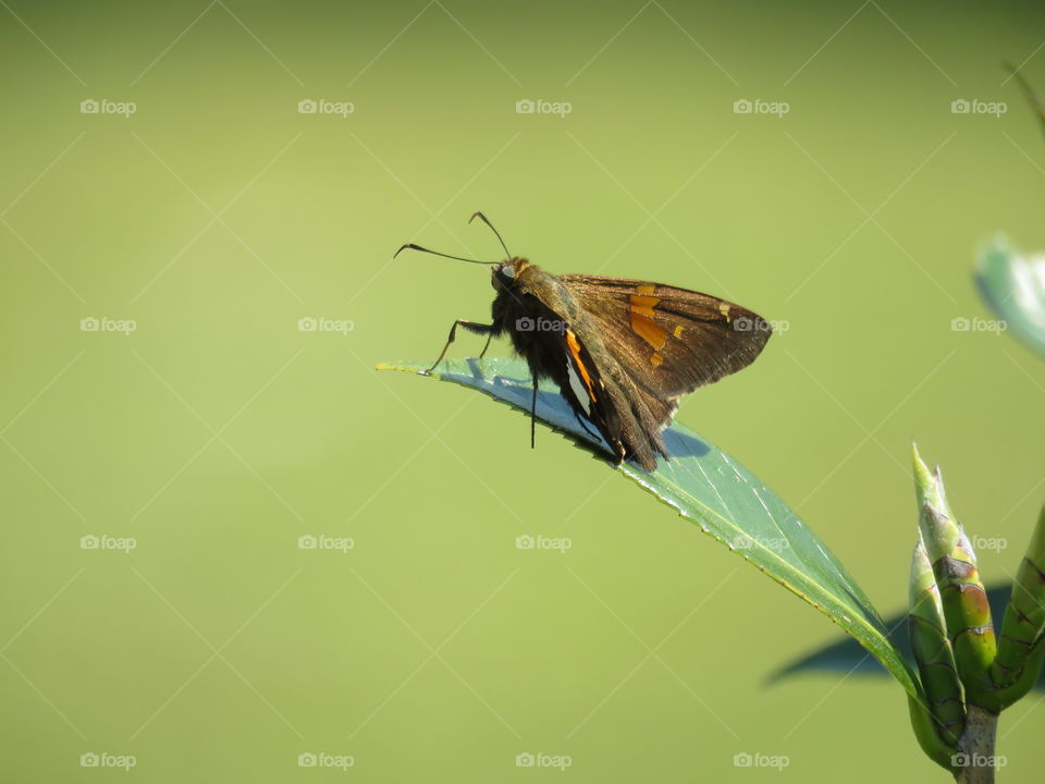 silver spotted skipper