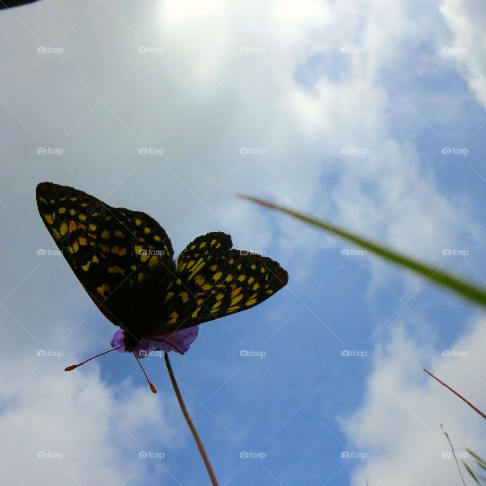 Butterfly, Insect, Nature, Antenna, Summer