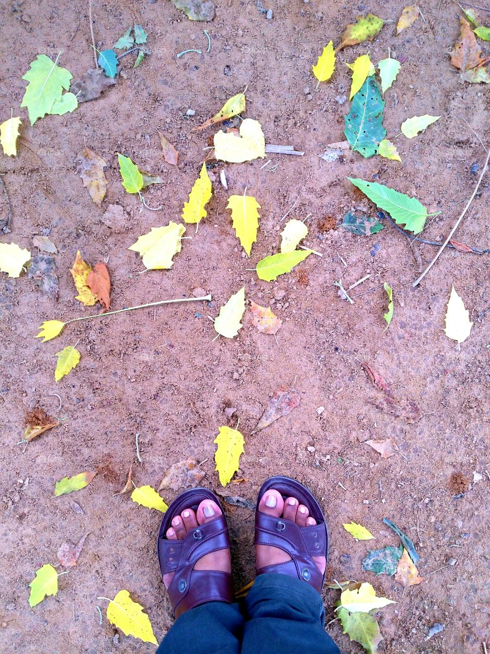 Ground and leaves with grace .