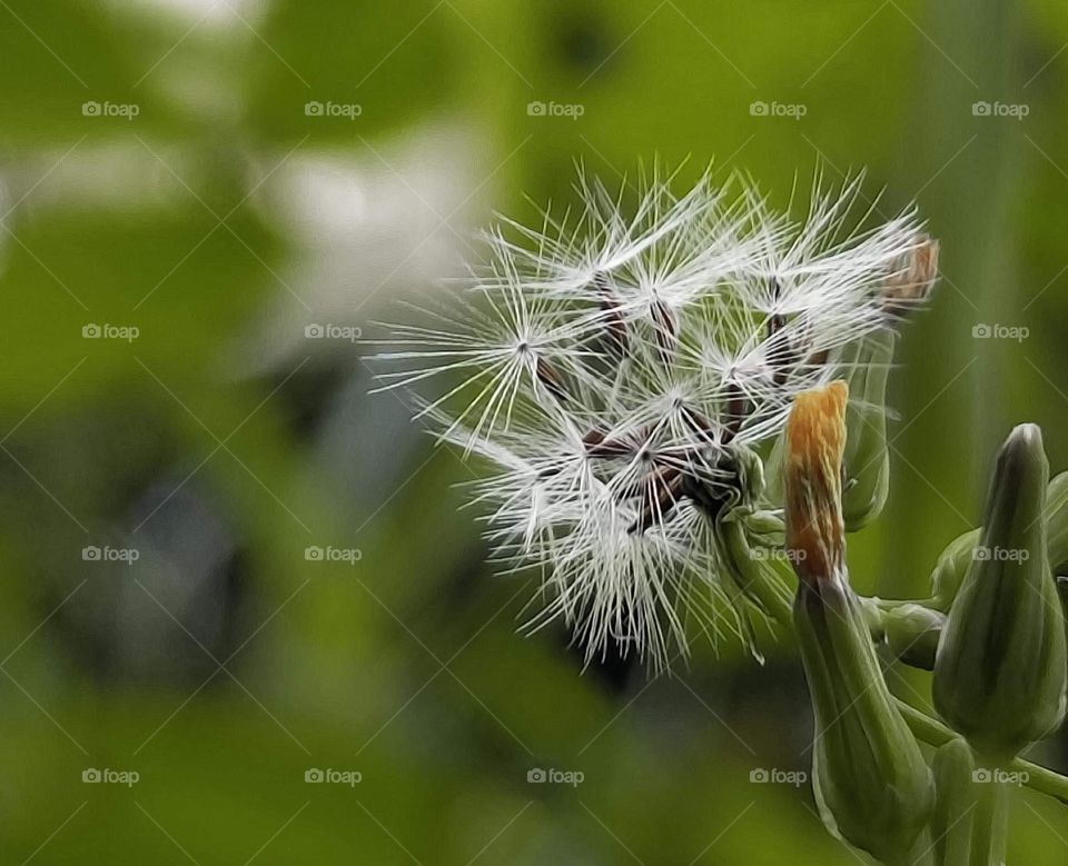 Dandelion