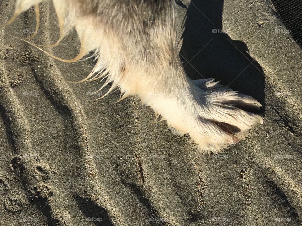 Dog paw foot on sand at seashore