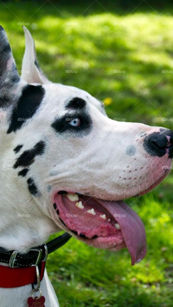 Great Dane 