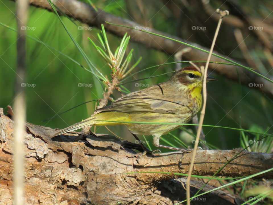 Palm warbler