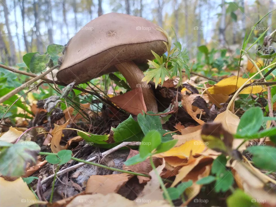 Mushroom