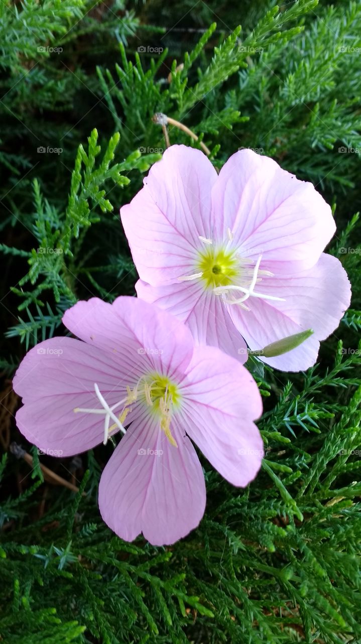 closeup of pink blossoms