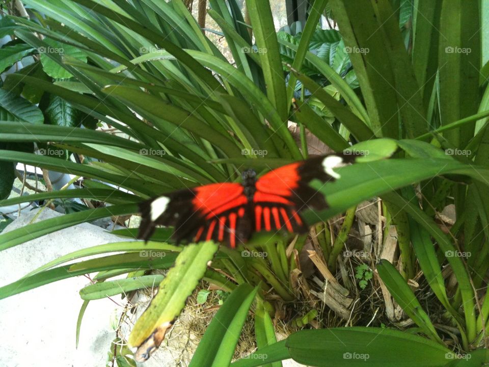 Red butterfly. Its a butterfly