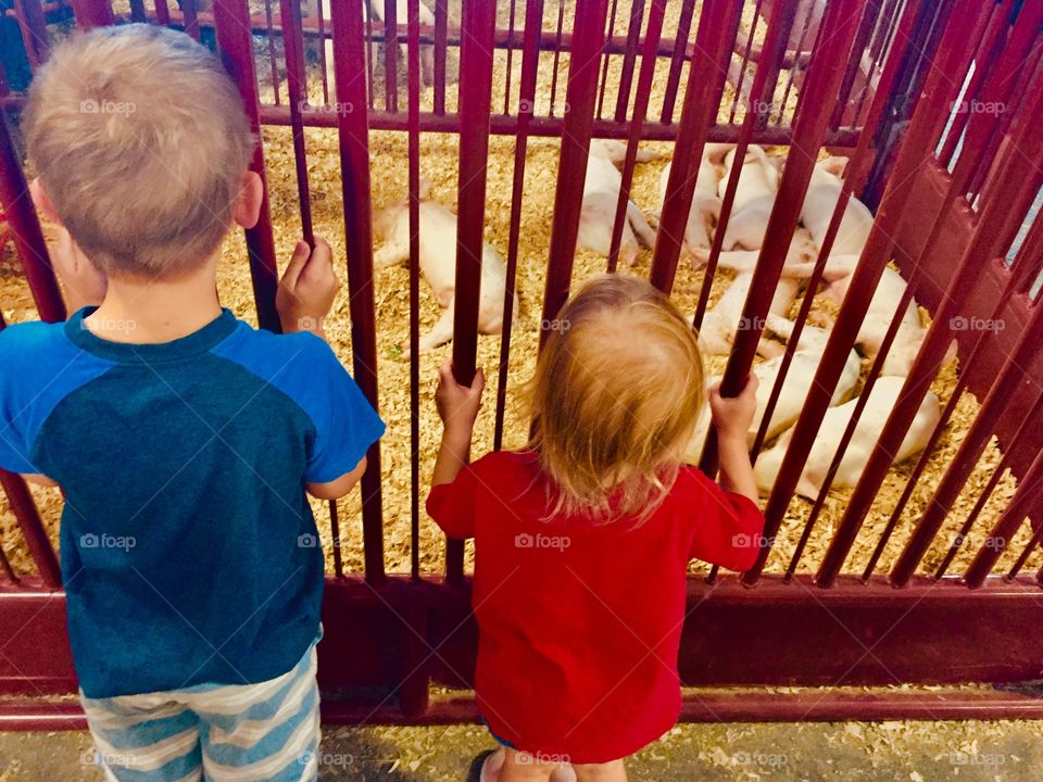 Seeing farm animals at the state fair 