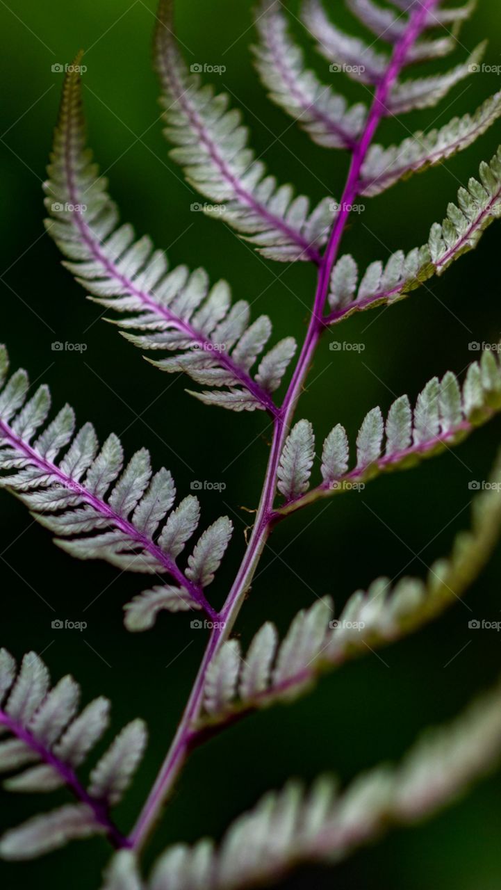 close up of fern purple and green