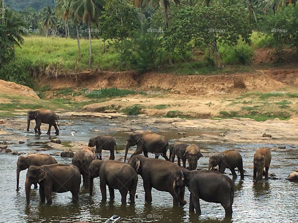 Elephant orphanage pinnawala,Sri Lanka