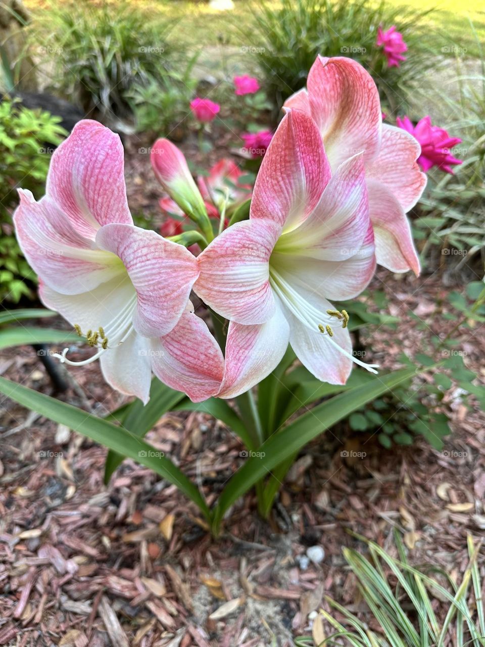 My colorful spring amaryllis produced 4 flowers on one stem.These stunning flowers are believed to mean pride, strength and determination as they stand tall above all other winter blooms.
