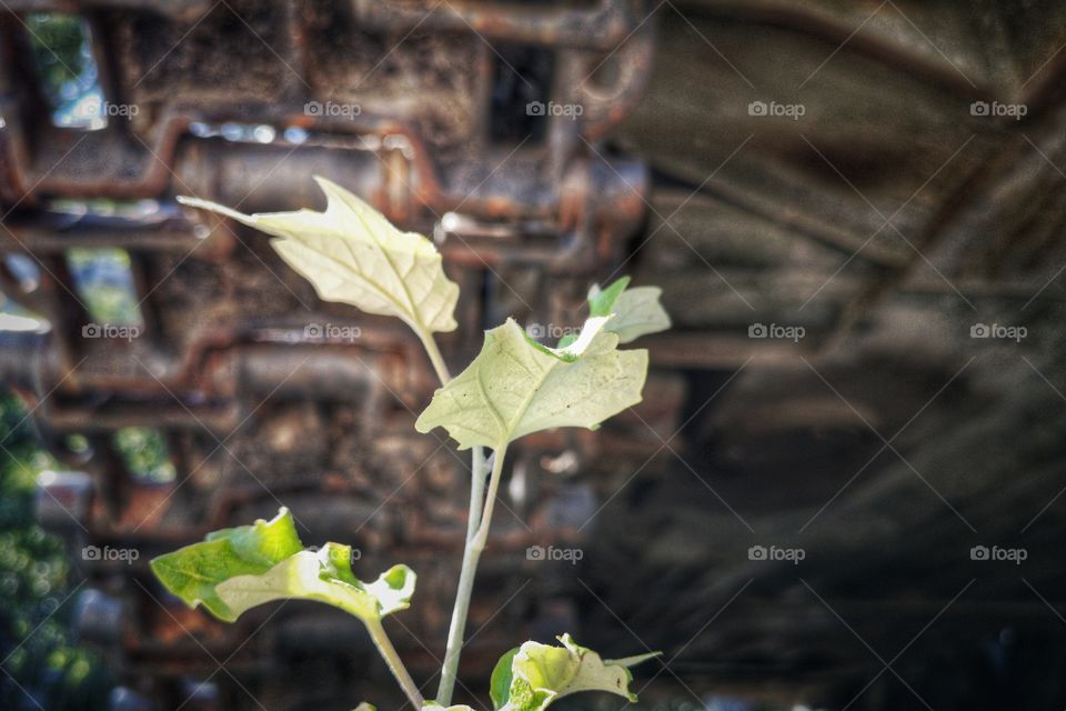 The young plant will be crushed by the caterpillar of the tank