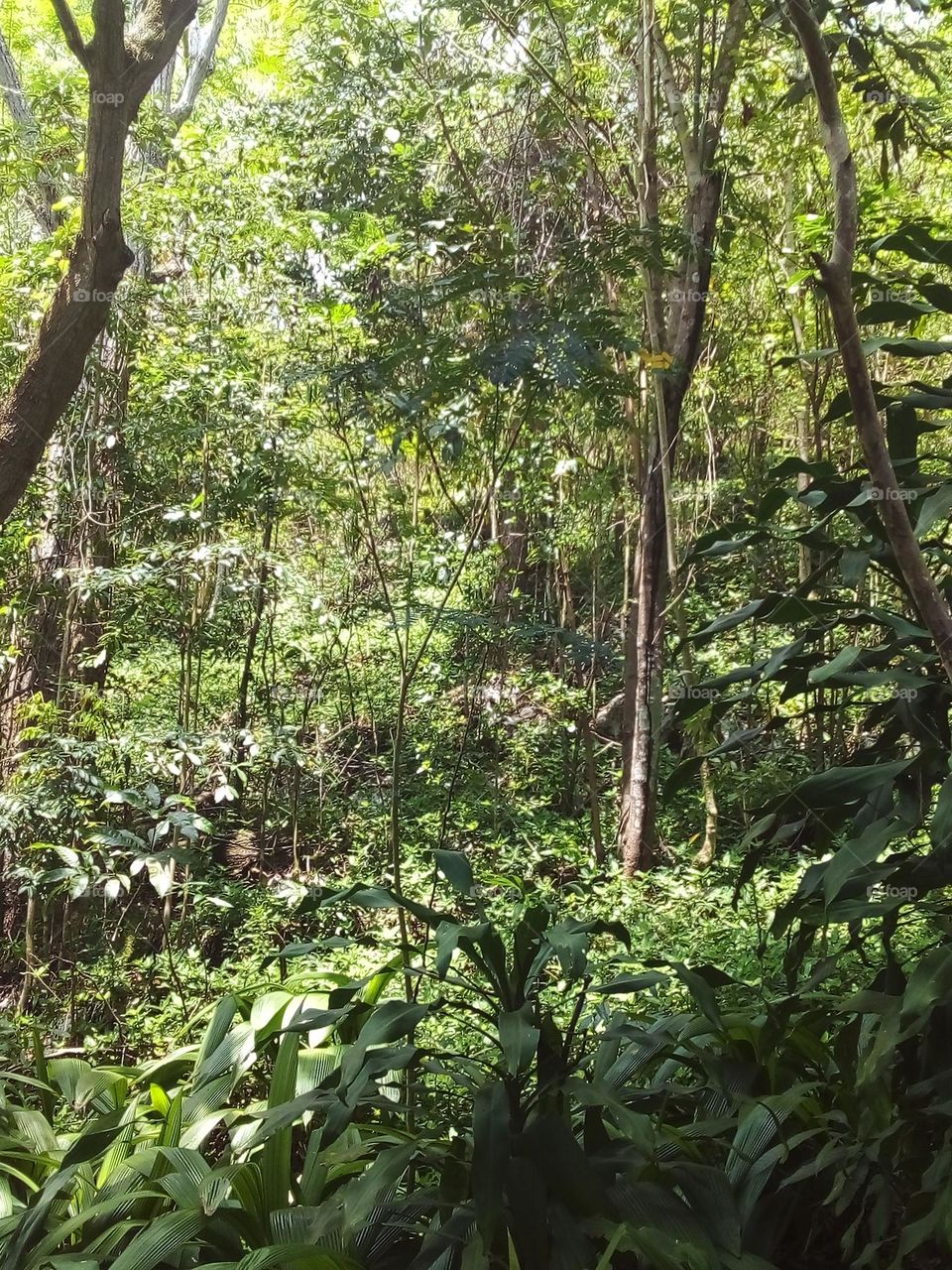 Brightly lit forest in my front yard in the afternoon sun.