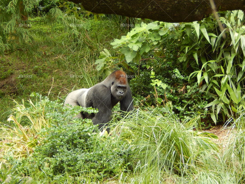 Chaka at The Houston Zoo. The new Gorilla Exhibit at the Houston Zoo is home to 7 endangered gorillas. 