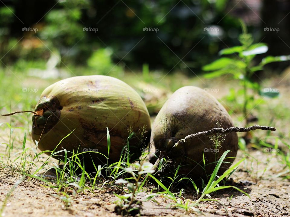 Coconuts. fresh Coconuts