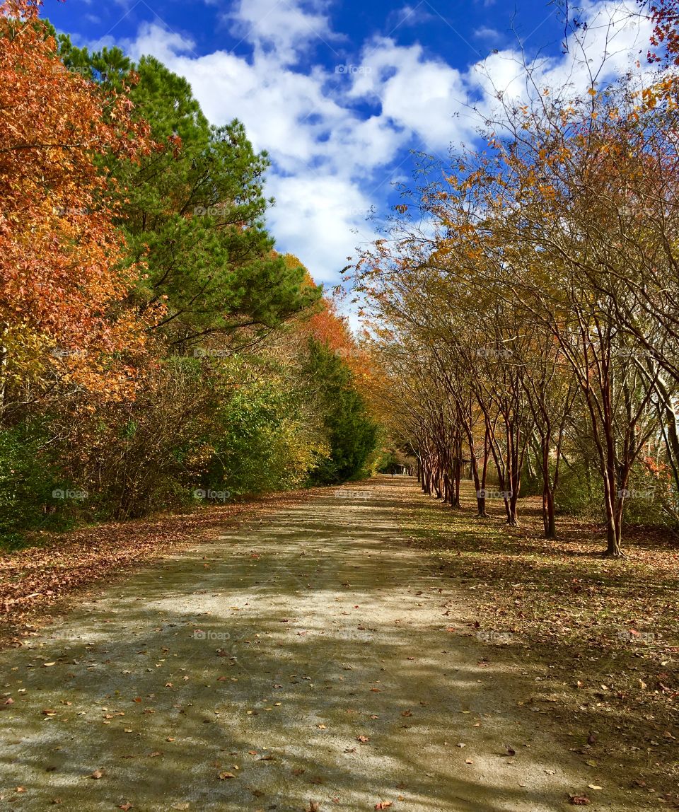 Fall foliage at the lake. 